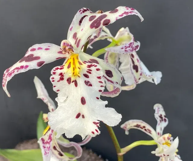 Burrageara Tropic Lily 'Chocolate Drop' (Burrageara)
