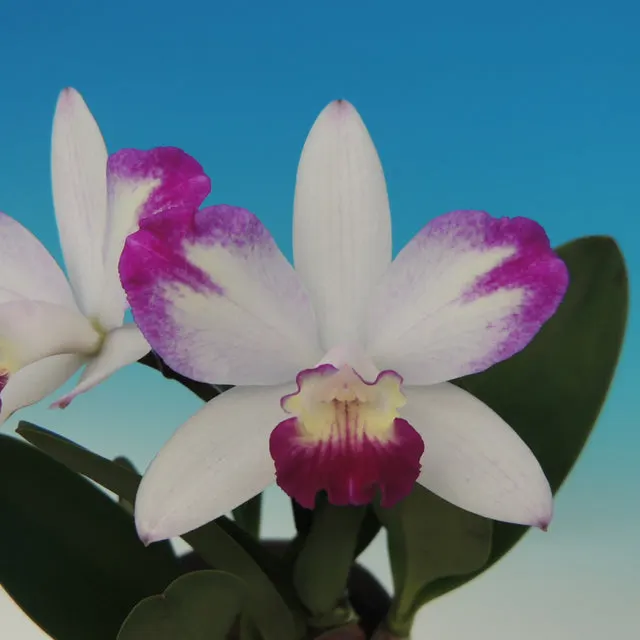 Cattleya Haw Yuan Angel