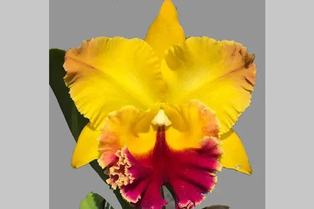 Rhyncholaeliocattleya Golden Hope