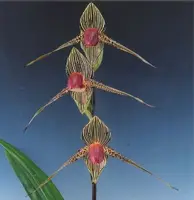 Paphiopedilum rothschildianum x sib (‘Golden Eagle’ x ‘Vanquish’) Tokyo Orchid Nursery TB 18-05