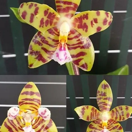 Phalaenopsis Aber Ambo 'Chartreuse' (Phalaenopsis)