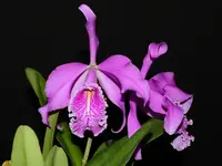 Cattleya maxima Ecua 0232 x Ecua 0244