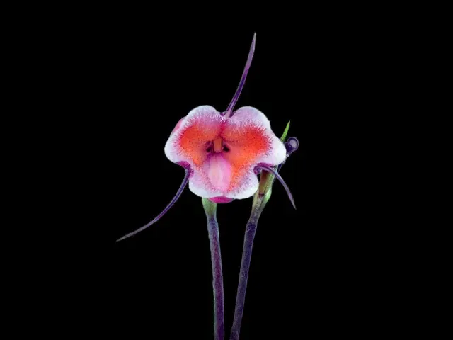 Dracula sodiroi subsp erythrocodon (Dracula)