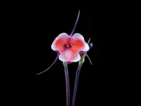 Dracula sodiroi subsp. erythrocodon