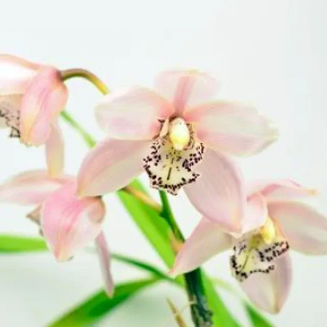 Cymbidium Spring King 'Showpiece'