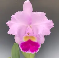 Cattleya Frans Hais (4N) (Horace 'Maxima' AM/AOS (4N) x trianaei 'Winter Giant' (4N))