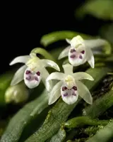 Taeniophyllum biocellatum