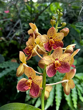 Vanda Motes Burning Sands AM/AOS 'Mary Motes' (Vanda)