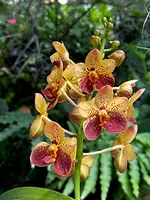 Vanda Motes Burning Sands 'Mary Motes' AM/AOS (lamellata × Motes Goldpiece)