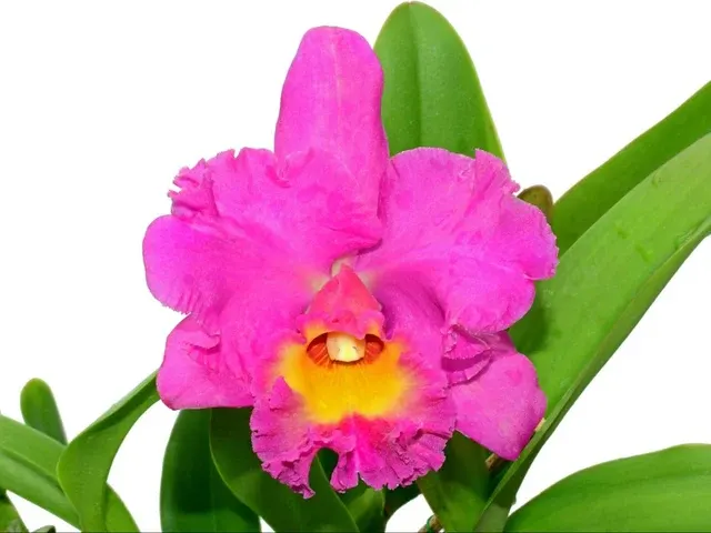 Rhyncholaeliocattleya Bomberos Cuenca (Rhyncholaeliocattleya)