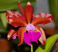 Rlc. Fire Jewel 'Volcano Orange'