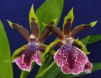 Galeopetalum Arlene Armour 'Conching'
