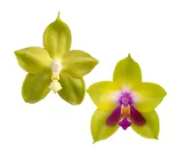 Phal. Miro Green Dream x KS Happy Eagle