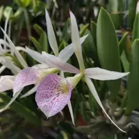 Brassocattleya Nanipuakea ‘Dogashima’