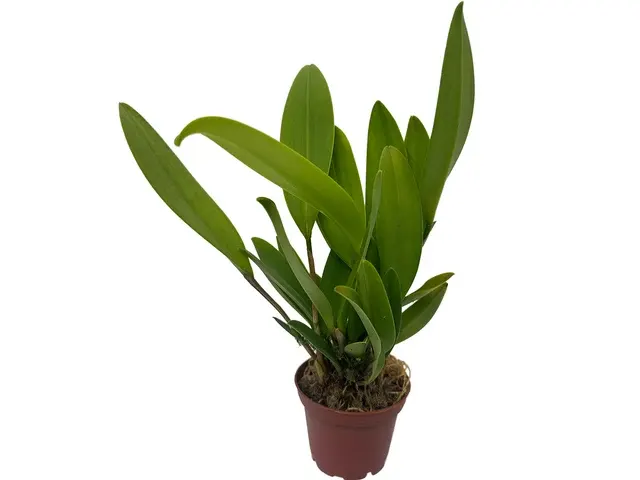 Stelis gigantea (Stelis)