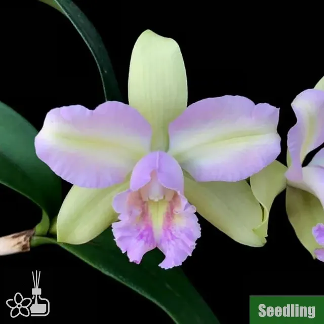 Rhyncholaeliocattleya Hawaiian Satisfaction 'Romantic' (Rhyncholaeliocattleya)