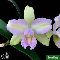 [Bare-root][New] #CA# Rlc. Hawaiian Satisfaction "Romantic" Seedling 羅曼蒂克 [1.7" Seedling][Sept in stock 26]