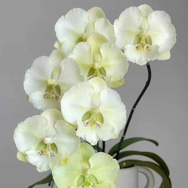 Phalaenopsis Dreamwood