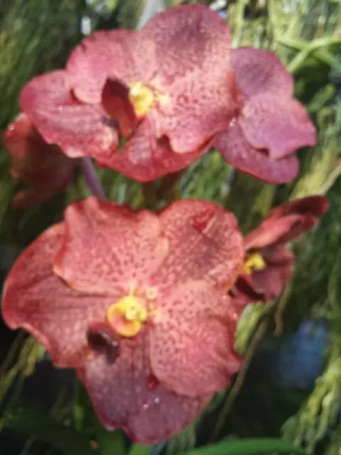 Vanda Ruchiroj
