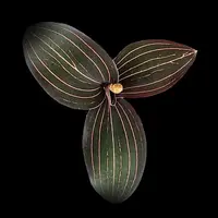 Ludisia discolor – Jewel Orchid