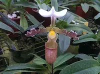 Paphiopedilum tranlienianum