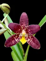 Ansellia africana #2