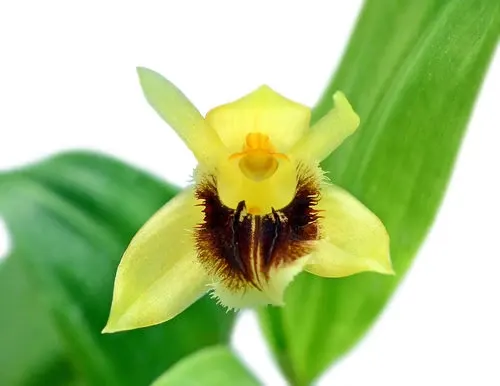 Coelogyne fimbriata (Coelogyne)