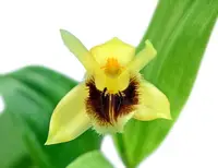 Coelogyne fimbriata