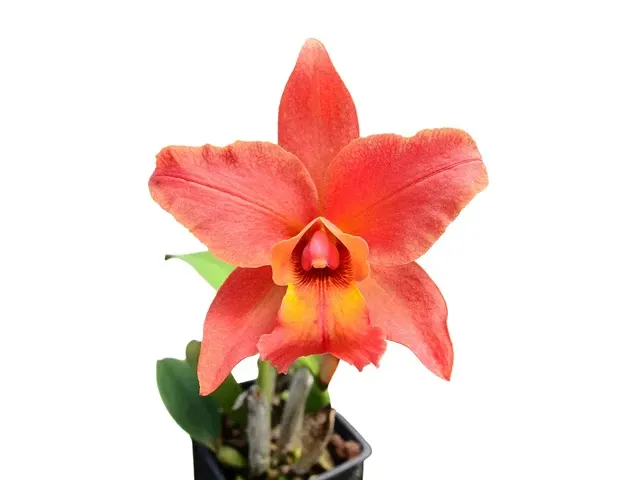 Rhyncholaeliocattleya Mary Fisk (Rhyncholaeliocattleya)