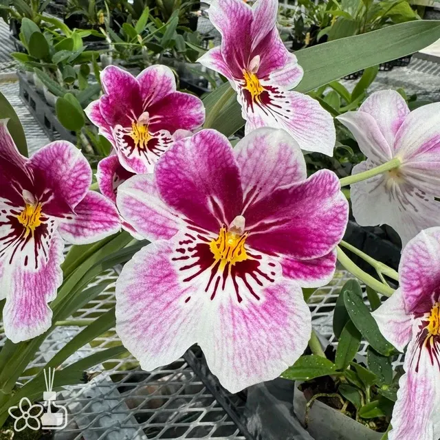 Miltoniopsis Princess Diana