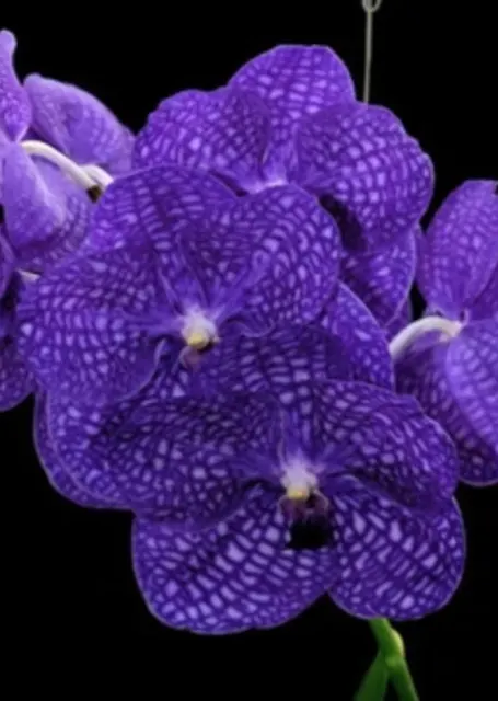 Vanda Pakchong Blue FCC. BIG PLANTS