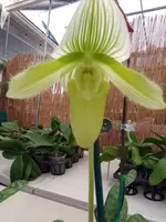 Paph. Grower's Choice-Maudiae hybrids White, purple, spotted — Blooming Size
