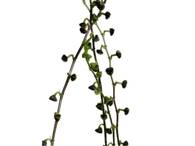Stelis platystachya (Stelis)