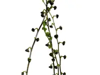 Stelis platystachya