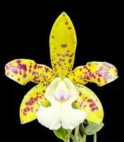 Cattleya YNS Green Leopard 'Caterpillar'