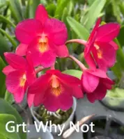 Grt. Why Not (OC2105) (Hybrid) Grt.=Guaritonia