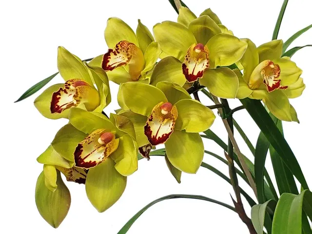 Cymbidium Greenzelle Hot Shot Ghs02 H00745 (Cymbidium)