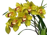 Cymbidium Greenzelle Hot Shot Ghs02 H00745 (medium)