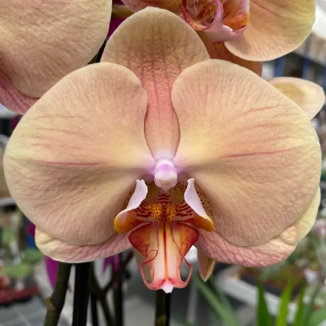 Phalaenopsis Caramel