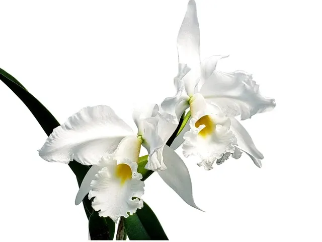 Cattleya Adrienne De Wavrin
