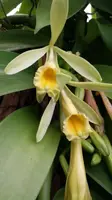 Orchid Plant Cutting 2 ft Vanilla Planifolia Thick Stem Epiphytic Vine Vanilla Orchid Plant
