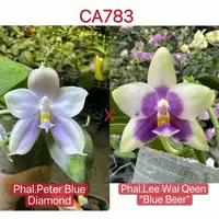Phalaenopsis (Peter Blue Diamond x Lee Wai Qeen)