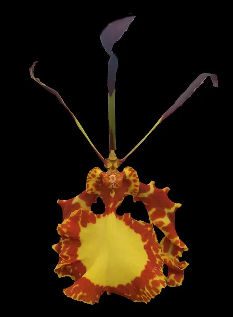 Psychopsis Mendenhall — Straight Outta Mordor Orchid Flower Looks Like Eye Of Sauron, Easy To Grow, Very Attractive Mottled Foliage (Psychopsis)