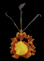 Psychopsis Mendenhall — straight outta Mordor orchid flower looks like Eye of Sauron, easy to grow, very attractive mottled foliage (NOT in-bud/bloom when shipped)