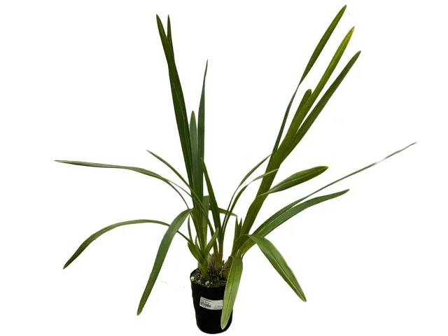 Cymbidium Rflp Mario (Cymbidium)
