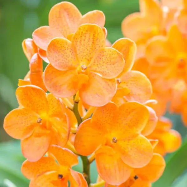 Vanda Siriwan