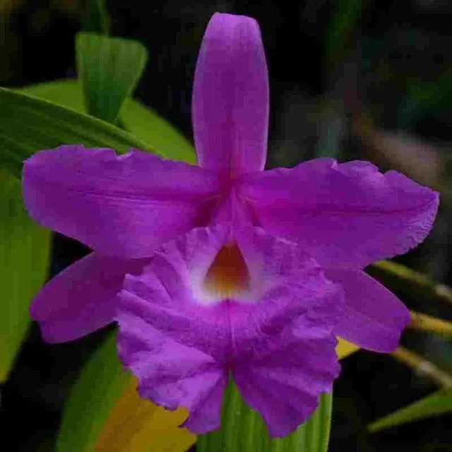 Sobralia macrantha (Sobralia)