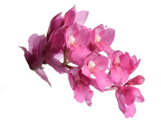 Rodriguezia lanceolata (Rodriguezia)
