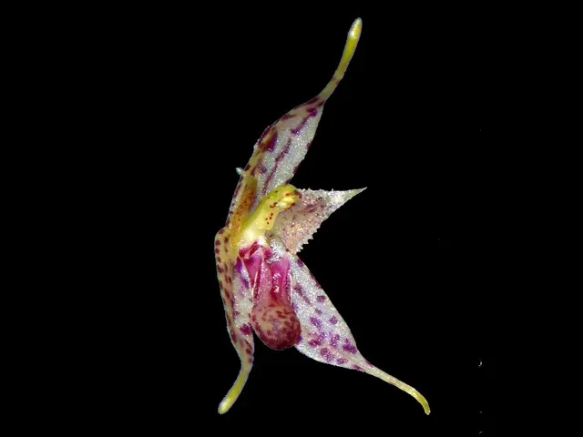 Specklinia gongylodes (Specklinia)