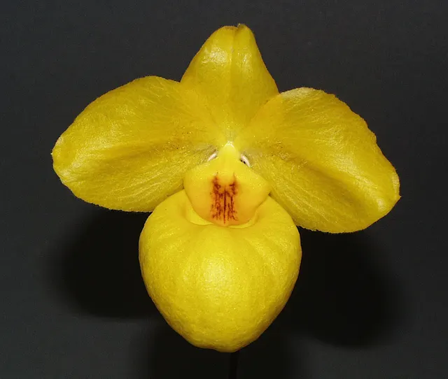 Paphiopedilum armeniacum x sib (Paphiopedilum)